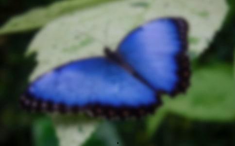 国产采精小蝴蝶,探寻自然之美与科技创新的完美融合 第3张 国产采精小蝴蝶,探寻自然之美与科技创新的完美融合 第3张