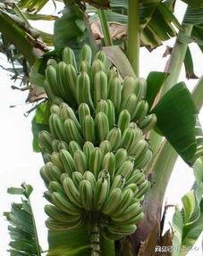 国产成人大香蕉  第3张